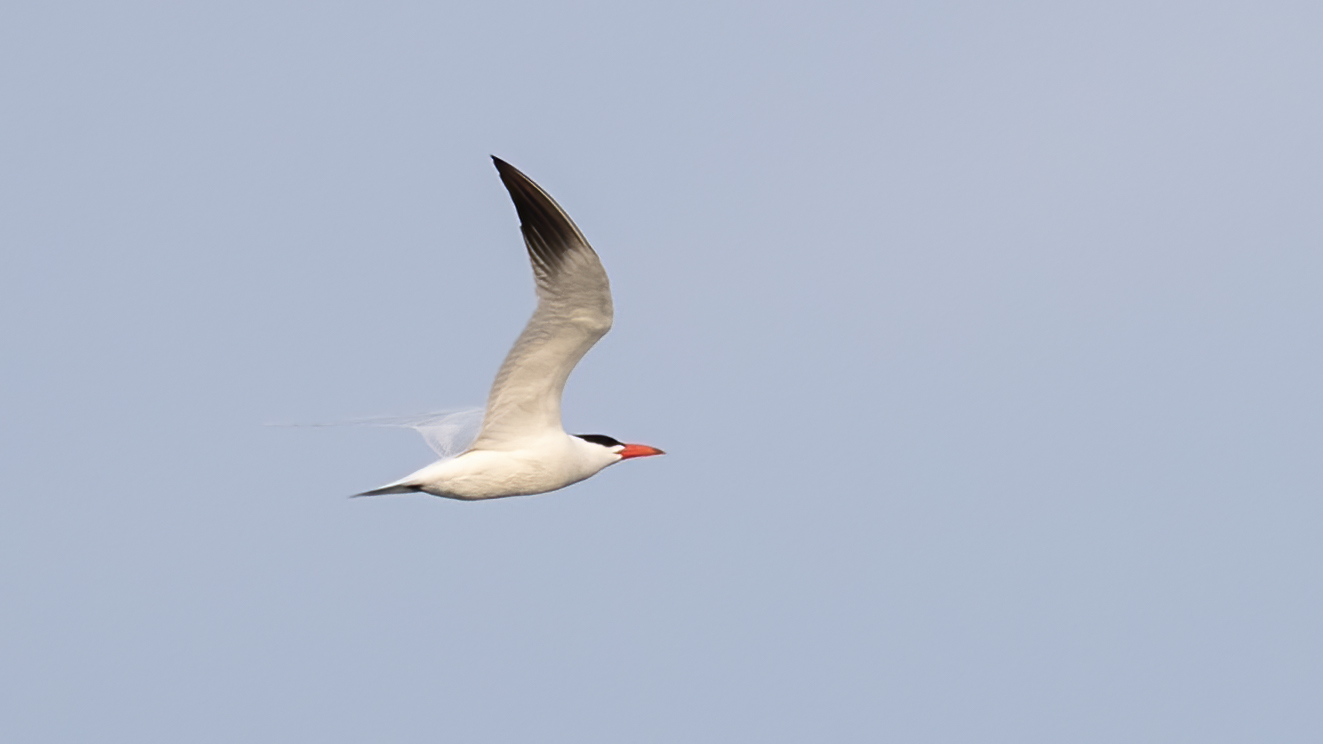 Caspian Tern — Ana fotoğraf